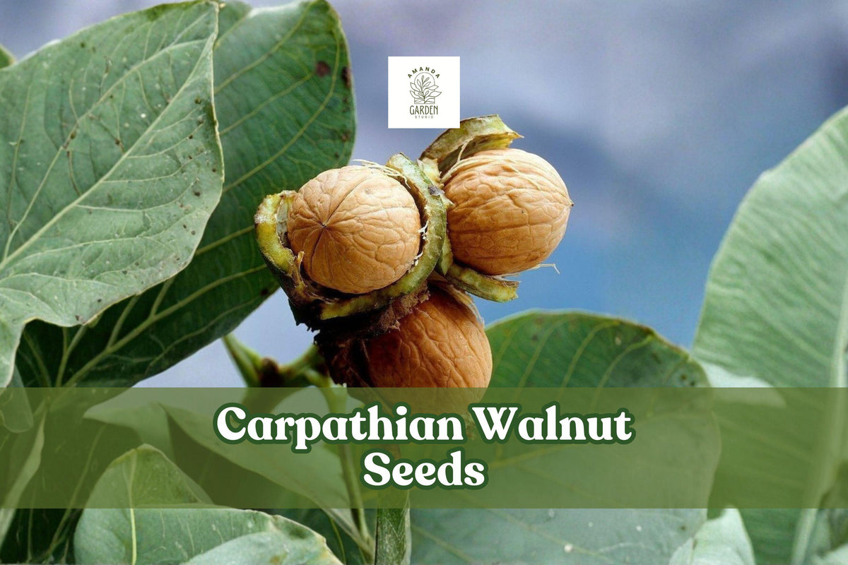 Carpathian Walnut Seeds, Juglans regia var. Carpathian, Hardy Nut Tree, Deciduous, Full Sun, Cold Climate Suitable