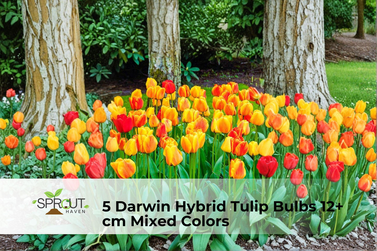 Darwin Hybrid Tulip Bulbs Set of 5 | Mixed Colors | Spring Flowering Perennial Bulbs | Tulipa (Darwin Hybrid)