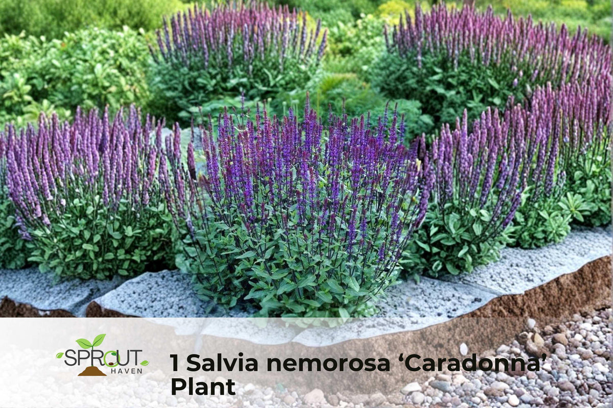 Dark Purple Sage Plant | Salvia nemorosa ‘Caradonna’ Perennial in 2.5" Pot | Purple Flowering Herb for Borders & Containers