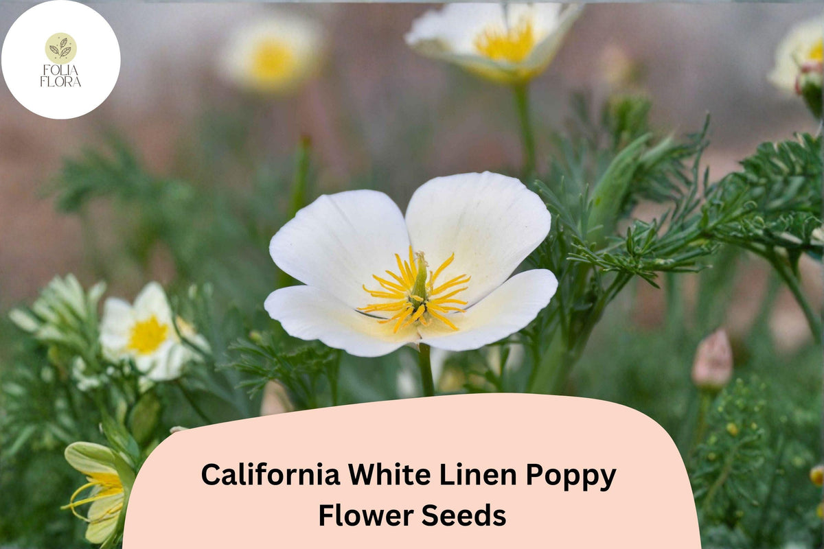 California White Linen Poppy Seeds – Over 200 Wildflower Seeds for Garden, Flower Bed, and Wildflower Patch – Eschscholzia californica