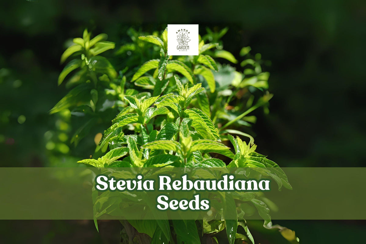 Stevia rebaudiana Seeds – 250 Sweetleaf Herb for Planting, Ornamental & Culinary Use, Tender Perennial, Indoor & Outdoor