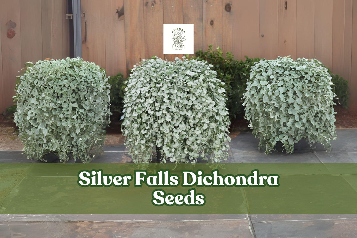 Silver Falls Dichondra Seeds – Drought-Tolerant Groundcover & Hanging Basket Plant – Dichondra argentea