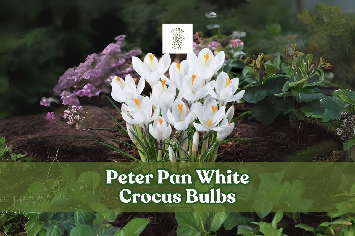 Peter Pan White Crocus Bulbs, Early Spring Flowering Perennials, Crocus chrysanthus, 5 Bulbs