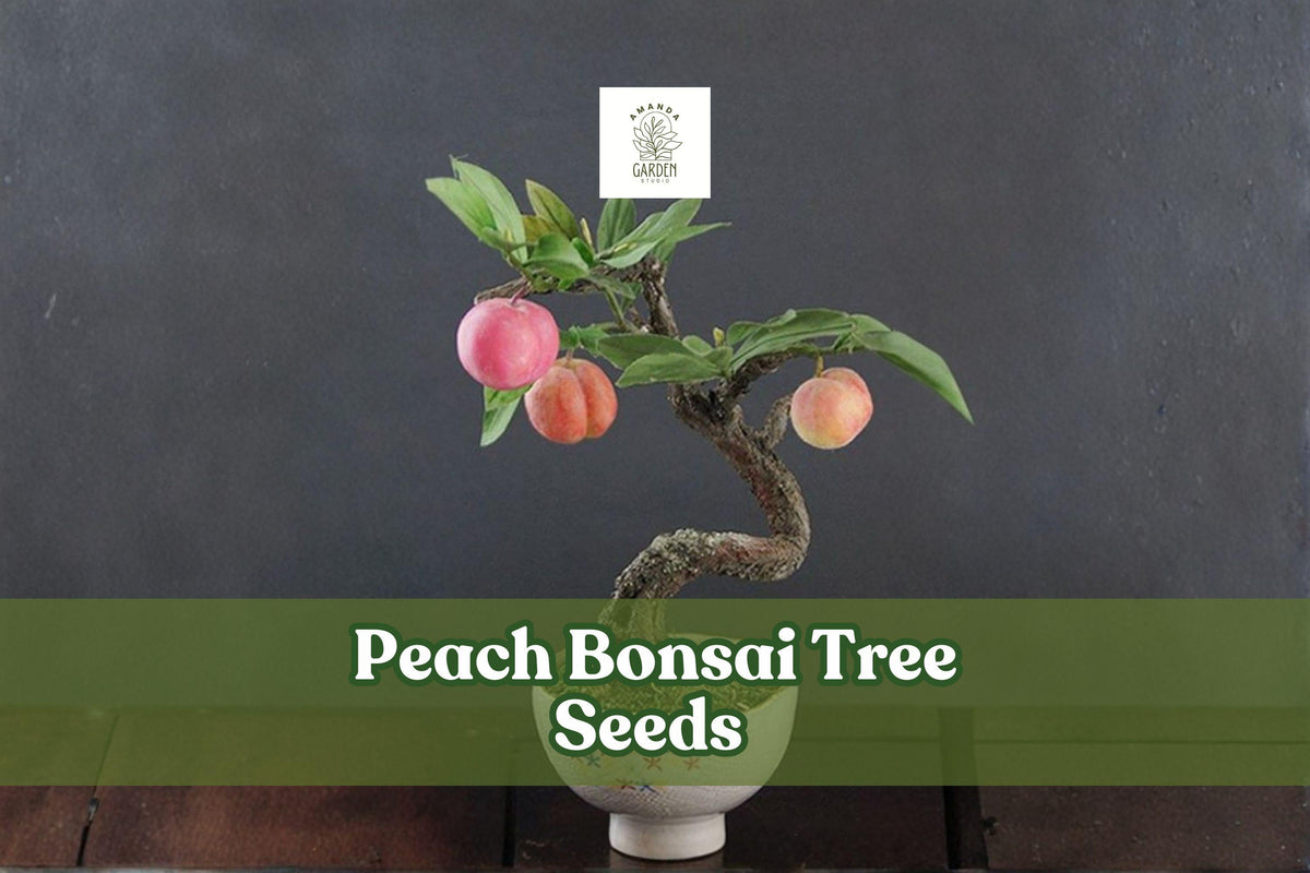 Peach Bonsai Tree Seeds - Prunus persica Fruit-Bearing Miniature Bonsai for Indoor & Outdoor Gardening (Set of 4)