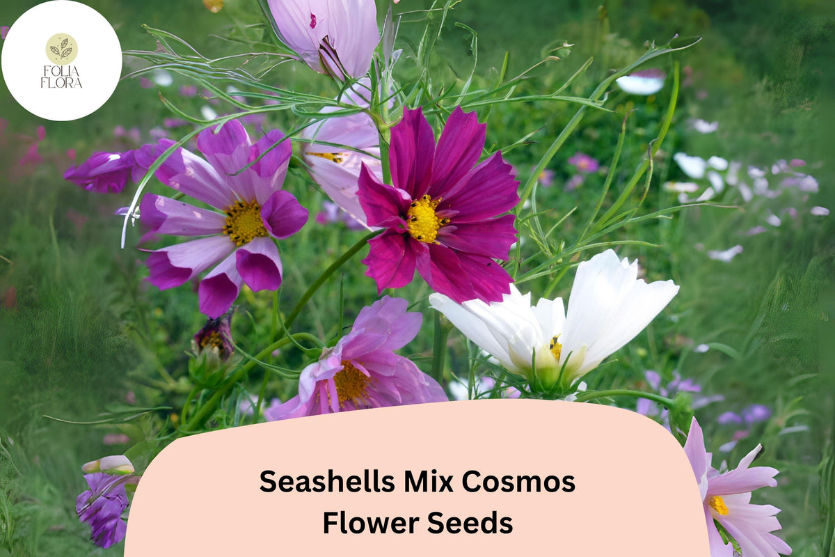 Seashells Cosmos Seeds | Pink, White, Rose Fluted Petals | Cosmos bipinnatus | Pollinator-Friendly Annual for Borders & Cut Flowers