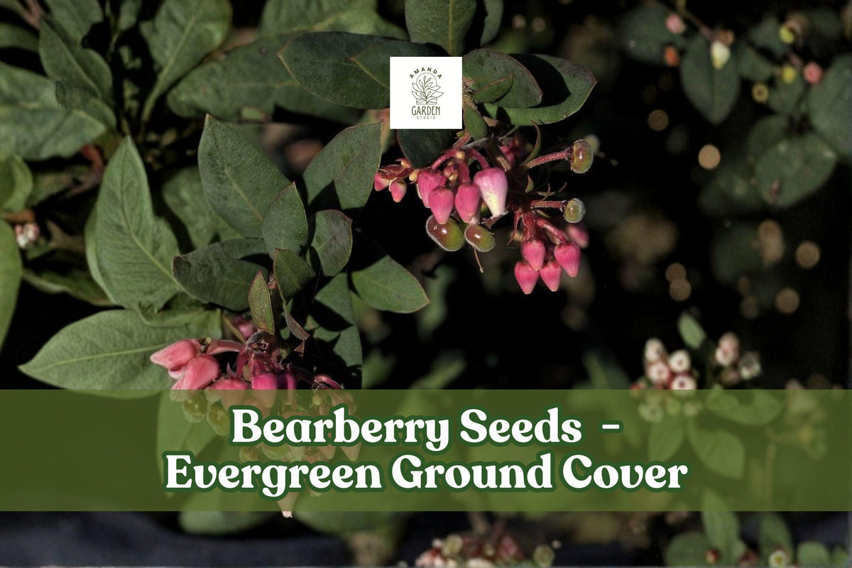 Bearberry Seeds | Evergreen Ground Cover with Red Berries | Arctostaphylos uva-ursi | 30 Seeds