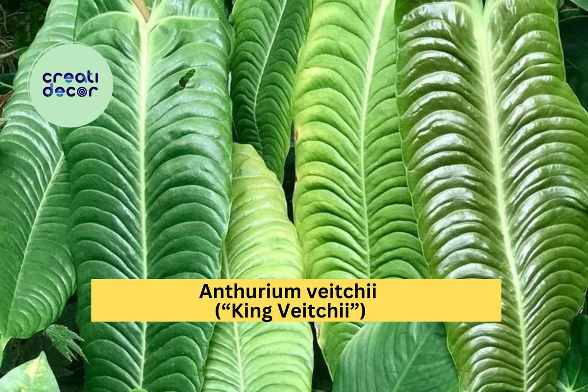 Anthurium Veitchii “King Veitchii” Live Starter Plant – Rare Tropical Aroid with Large Textured Leaves