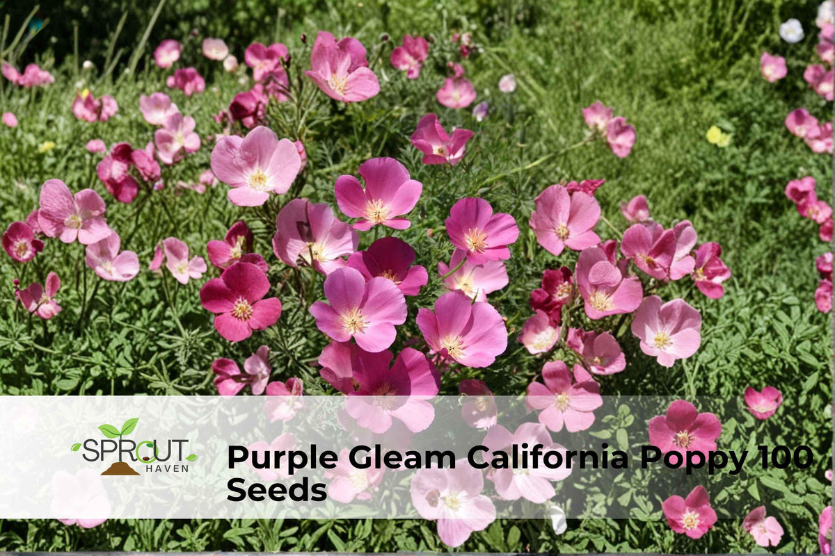 Purple Gleam California Poppy Seeds – Vibrant Lavender-Pink Wildflower, Drought-Tolerant Perennial, Eschscholzia californica, 100 Seeds