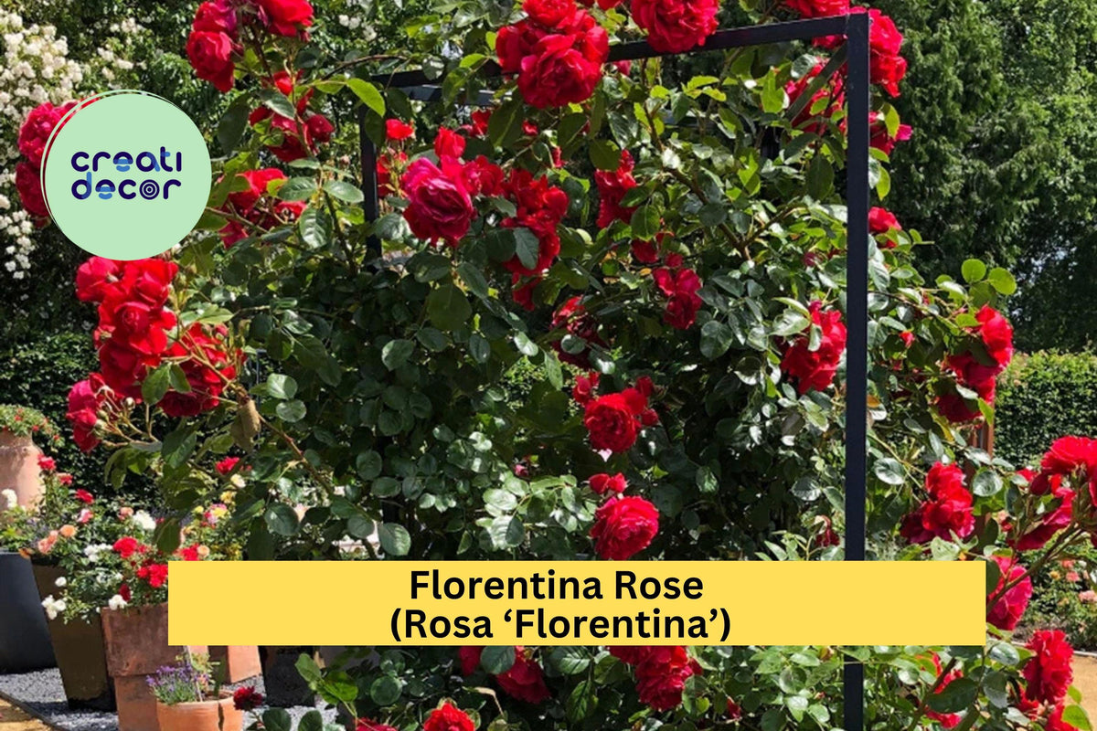 Florentina Rose Cuttings – 3 Unrooted Stem Grafting Propagation Rosa ‘Florentina’ Climbing Rose, Deep Red Blooms