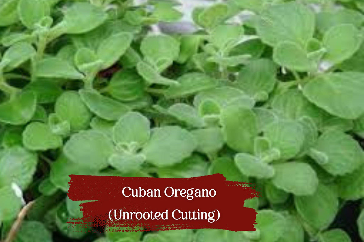 Cuban Oregano Cuttings – 5 Unrooted 6 Inch Herb Stems | Fragrant Plectranthus amboinicus | Easy Indoor & Outdoor Grow
