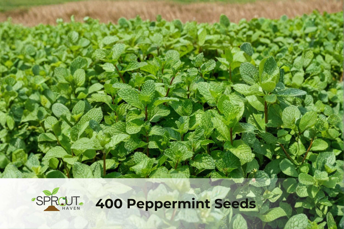 Peppermint Seeds | Mentha × piperita | Aromatic Perennial Herb for Culinary & Tea Gardens | NON-GMO, 400 Seeds