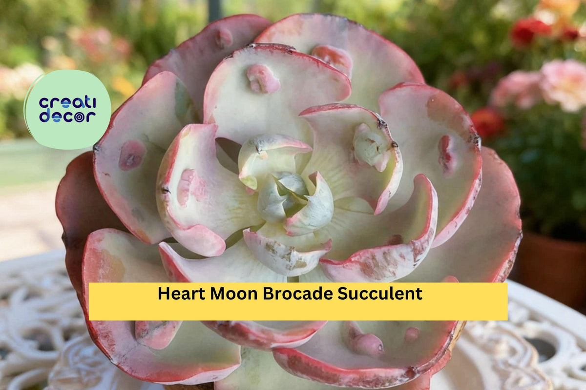 Heart Moon Brocade Succulent – Rare Variegated Echeveria, Bare Root Starter, Indoor or Outdoor Decorative Plant