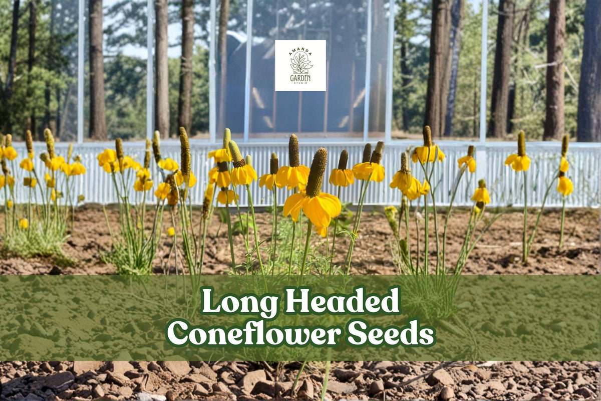 Long Headed Coneflower Seeds | Native Prairie Wildflower | Drought-Tolerant Pollinator Attracting Seeds (Ratibida columnifera)