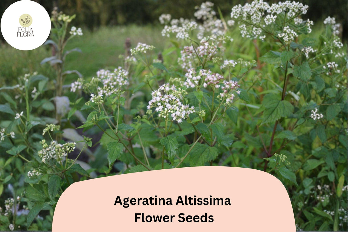 Ageratina altissima Seeds | White Snakeroot Perennial Wildflower for Shade Gardens | Native Pollinator Plant, 500 Seeds