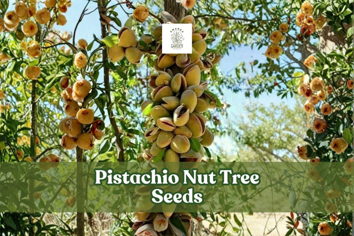 Pistachio Nut Tree Seeds - Drought-Tolerant, Nut/ Fruit Tree, Pistacia vera, 10 Seeds