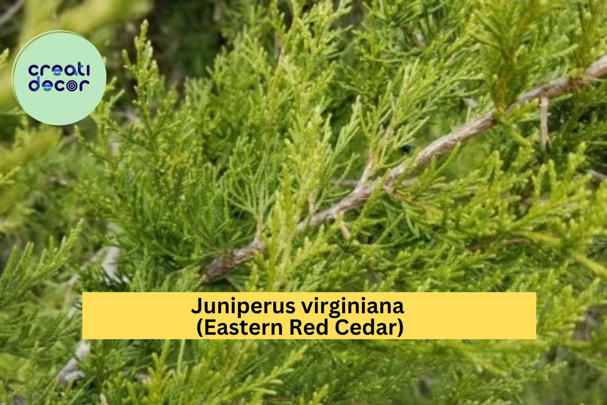 Eastern Red Cedar Tree Seedling – 5” Live Juniperus virginiana Native Evergreen for Landscape, Hedge, Windbreak