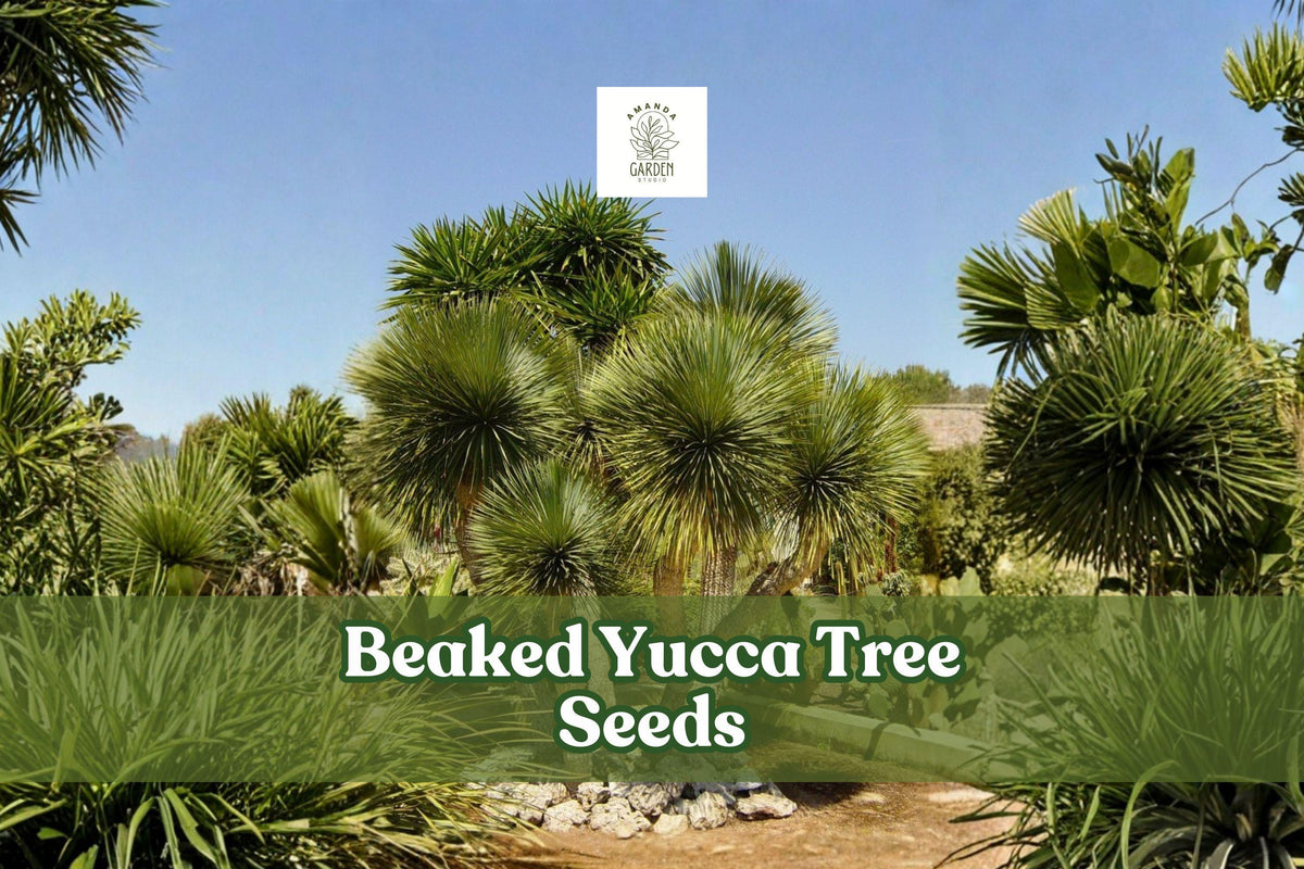 Beaked Yucca Seeds | Drought-Tolerant Desert Plant | Yucca rostrata | Blue-Green Foliage | Xeriscape & Indoor Gardening
