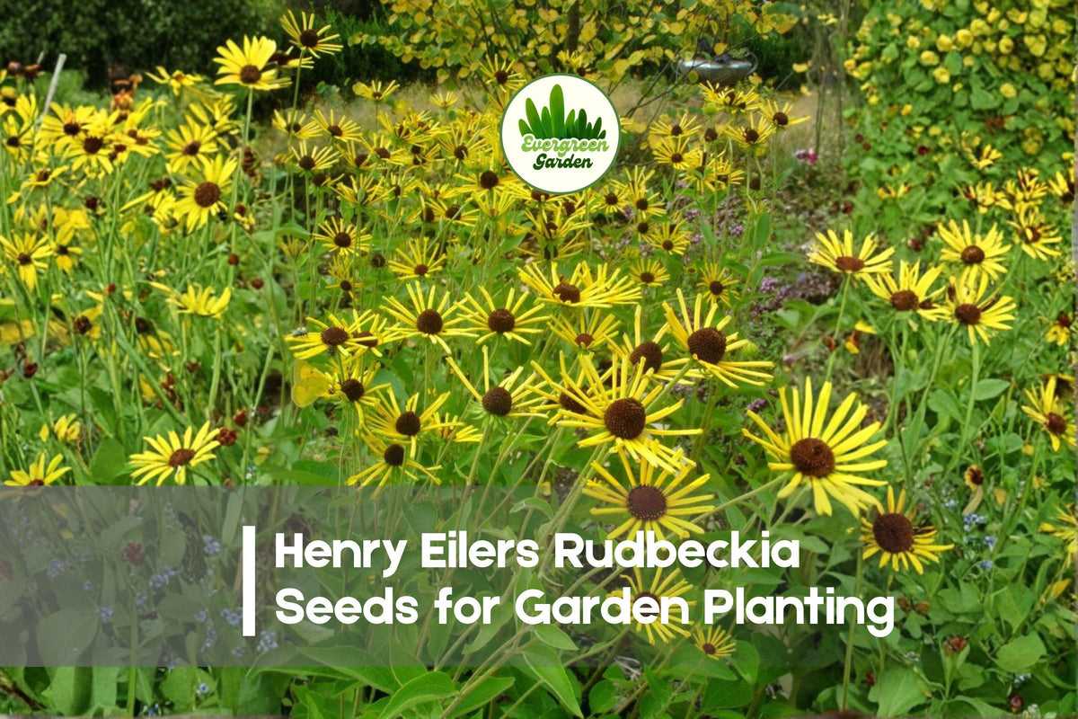 200+ Henry Eilers Rudbeckia Seeds – Perennial Black-Eyed Susan, Golden Yellow Flowers, Rudbeckia subtomentosa
