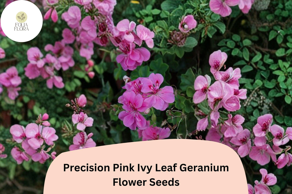 Trailing Geranium Seeds | Pink Ivy Leaf Pelargonium peltatum ‘Precision Pink’ for Hanging Baskets