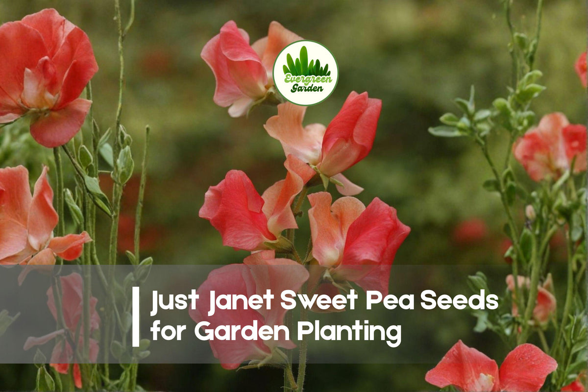 50+ Just Janet Sweet Pea Seeds – Cream and Pink Fragrant Climbing Flower, Lathyrus odoratus, Annual Garden Seeds