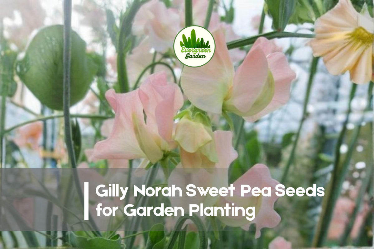 Gilly Norah Sweet Pea Seeds – Soft Pink Fragrant Climbing Flower, Lathyrus odoratus, 50+ Premium Seeds for Garden, Trellises & Cut Flowers