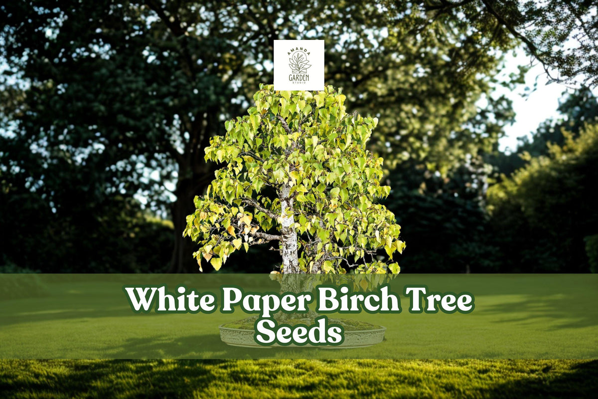 White Paper Birch Seeds, Betula papyrifera, Ornamental Tree, Bonsai Seeds, Fast-Growing, Cold-Hardy, Landscaping, Woodland Garden