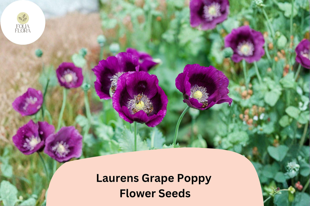 Lauren’s Grape Poppy Seeds – Deep Purple Blooms, Easy Grow Annual Flowers, Papaver somniferum, 200+ Seeds