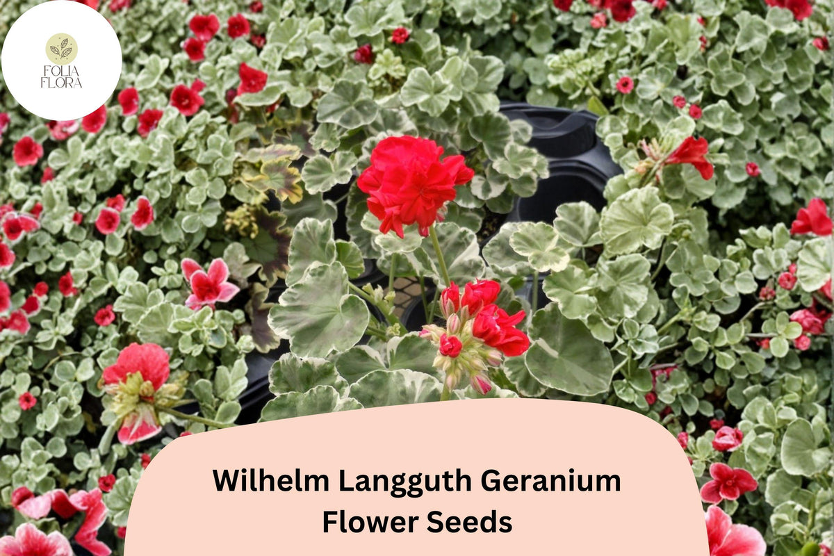 Wilhelm Langguth Geranium Seeds | Variegated Leaf Zonal Pelargonium × hortorum | Red Flowers, Full Sun, Garden Plant
