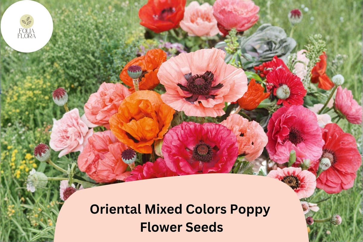 Oriental Poppy Seeds - Mixed Colors, Fragrant Perennial Flowers, Papaver orientale, Bee & Butterfly Attractant, Easy to Grow
