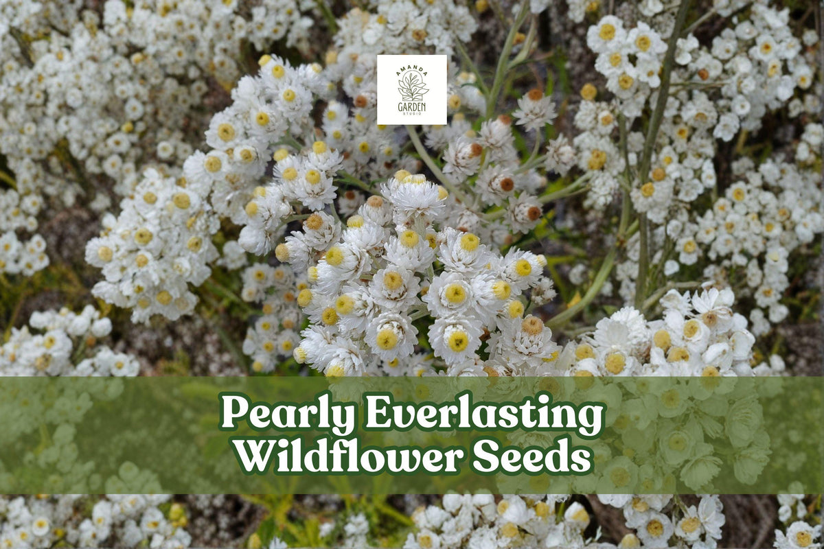 Pearly Everlasting Seeds, 40 Anaphalis margaritacea, Drought-Tolerant Perennial Wildflower for Pollinator Gardens