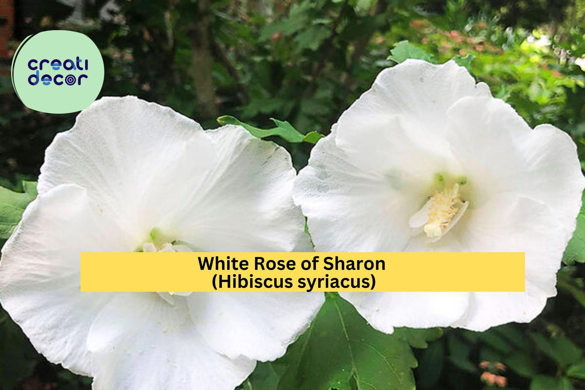 White Rose of Sharon Hibiscus – 6 Bare Root Starter Plants, Hibiscus syriacus, Hardy Perennial Shrubs for Garden, Summer Blooms, Butterfly Attractant