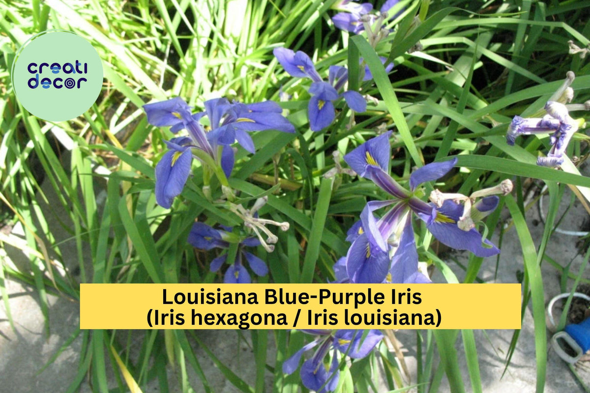 Louisiana Blue-Purple Iris – 3 Medium Rooted Plants – Hardy Water-Loving Perennial – Iris louisiana for Pond, Garden, Border