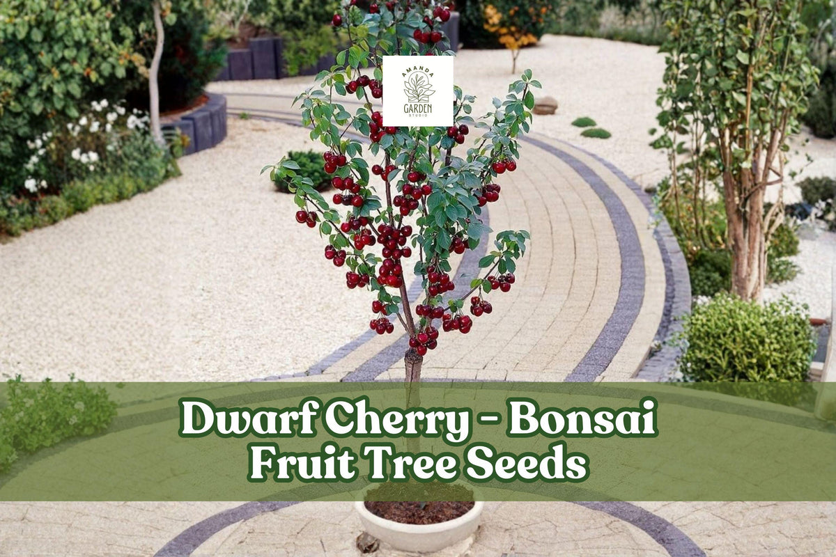 25 Dwarf Cherry Tree Seeds Prunus avium for Bonsai & Small Gardens, Edible Miniature Fruit, Pink-White Flowers, Easy Grow