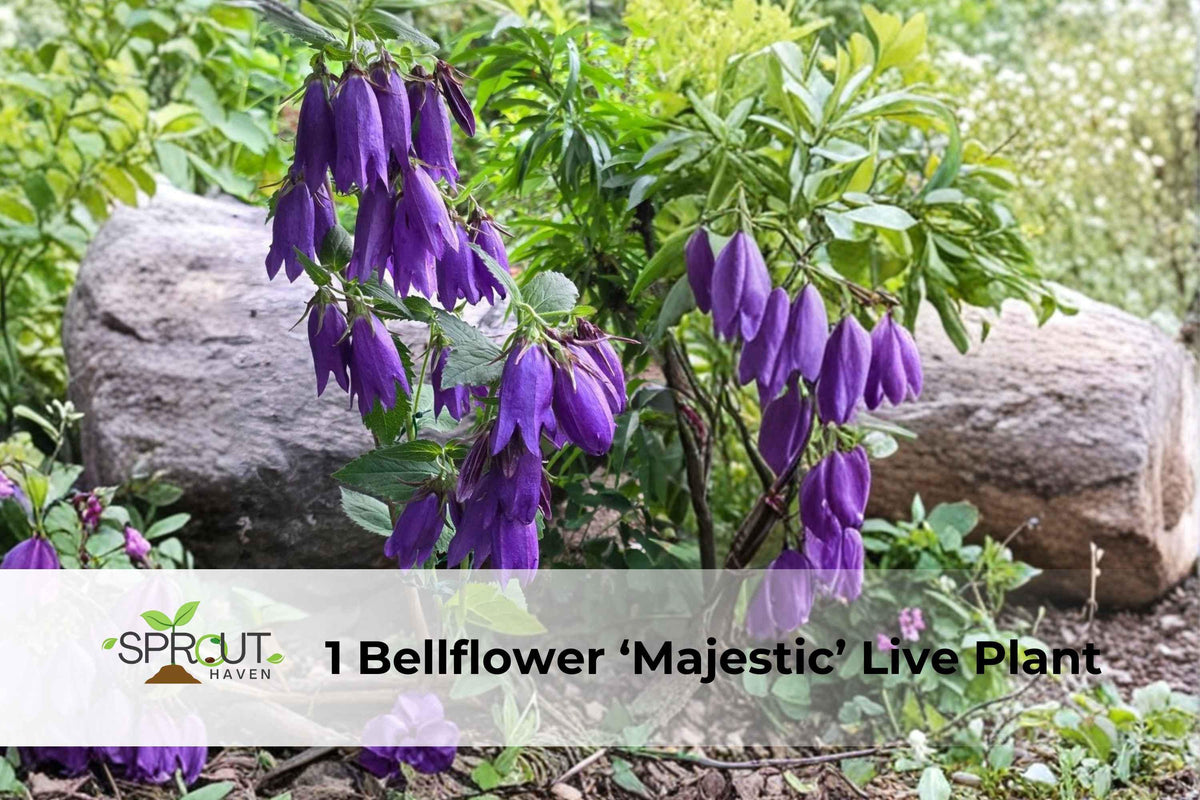 Bellflower ‘Majestic’ Live Plant – Purple Perennial with Bell-Shaped Blooms, Campanula spp.