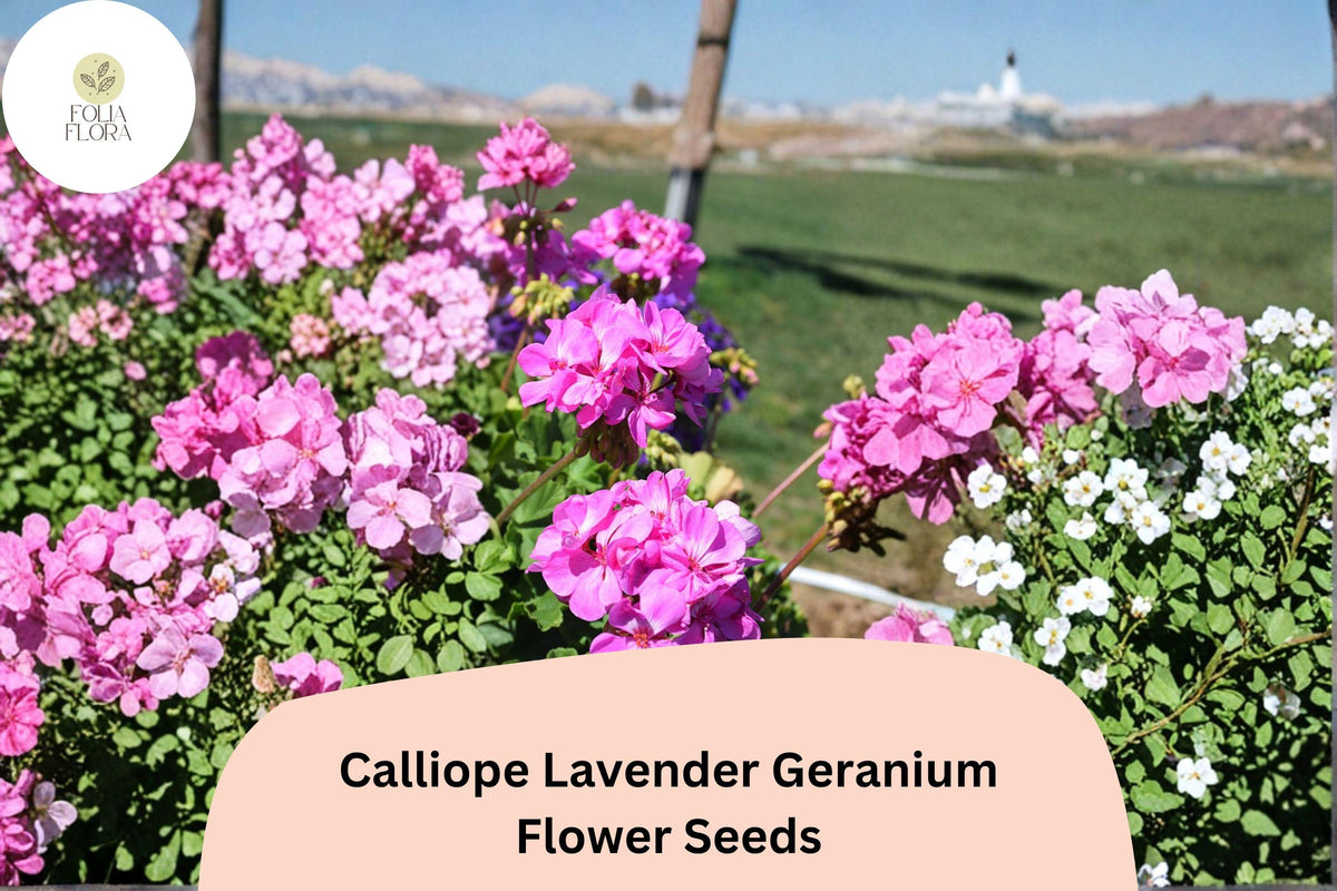 Calliope Lavender Geranium Seeds | Trailing Hybrid Pelargonium × hortorum for Baskets & Borders, Lavender Purple Blooms, 25+ Seeds