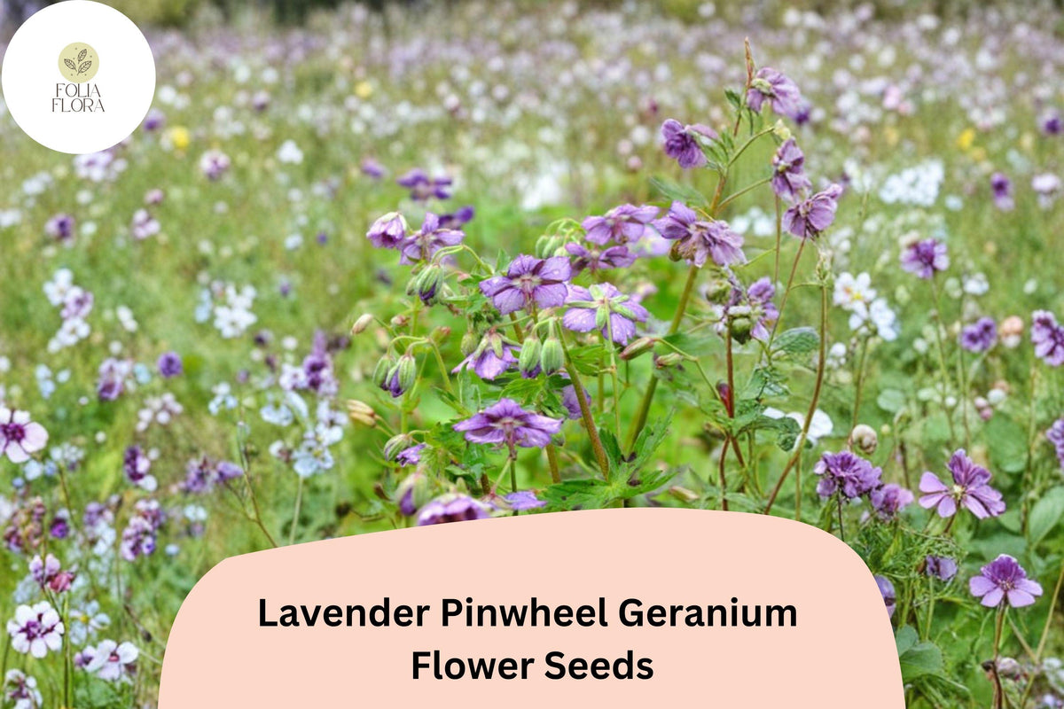25+ Lavender Pinwheel Geranium Seeds – Hardy Perennial, Lavender Flowers, Pollinator Friendly, Geranium 'Pinwheel' for Garden Beds & Containers