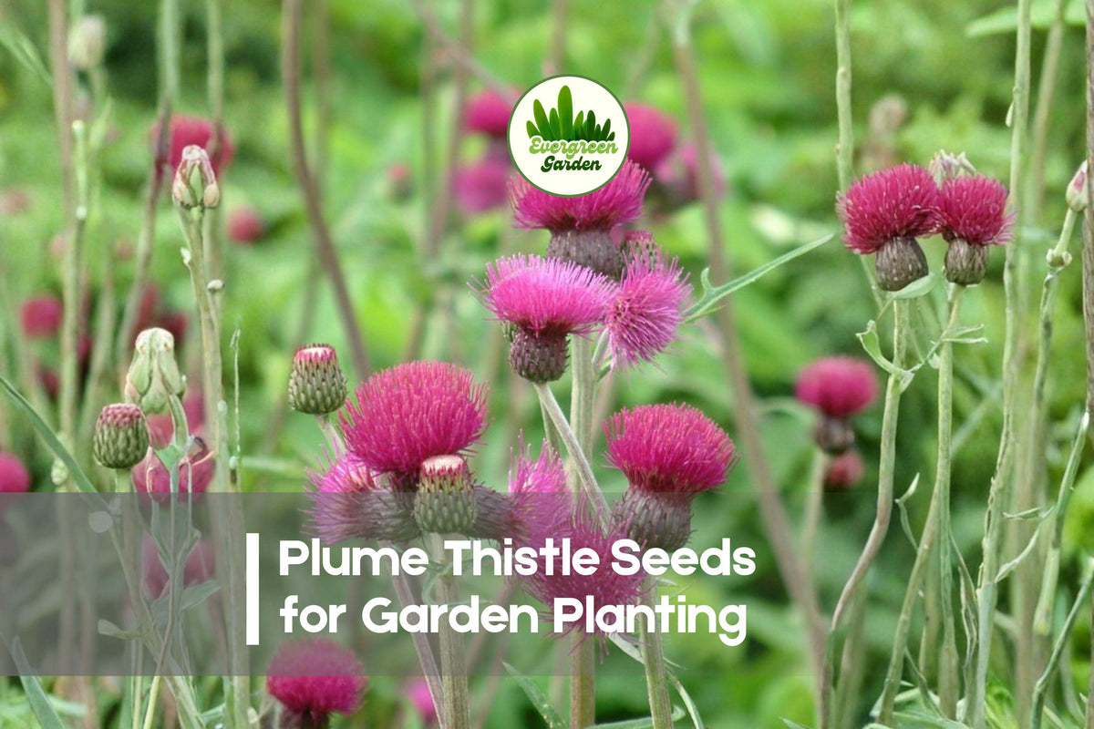 200+ Plume Thistle Seeds - Wild Plume Cirsium canum Purple-Violet Feathery Blooms for Pollinator Gardens