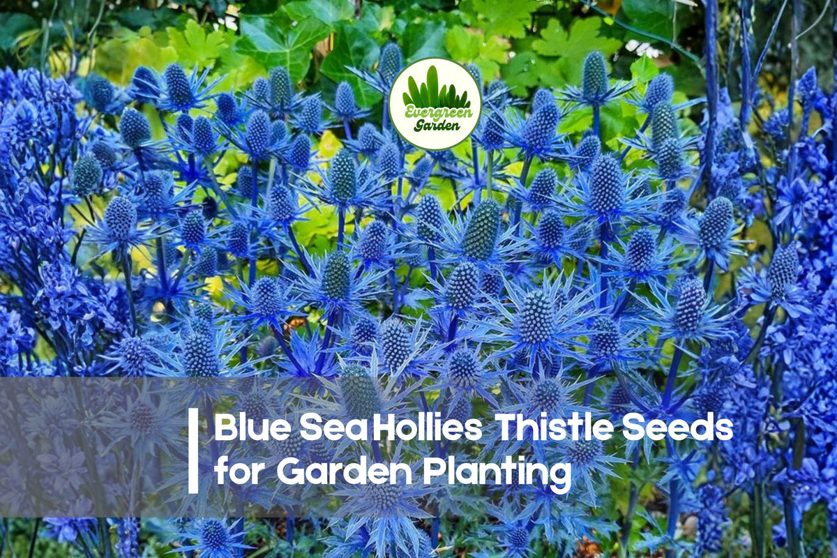 200+ Blue Sea Holly Thistle Seeds - Eryngium planum, Drought-Tolerant Perennial with Metallic Blue Spiky Flowers for Borders & Pollinators