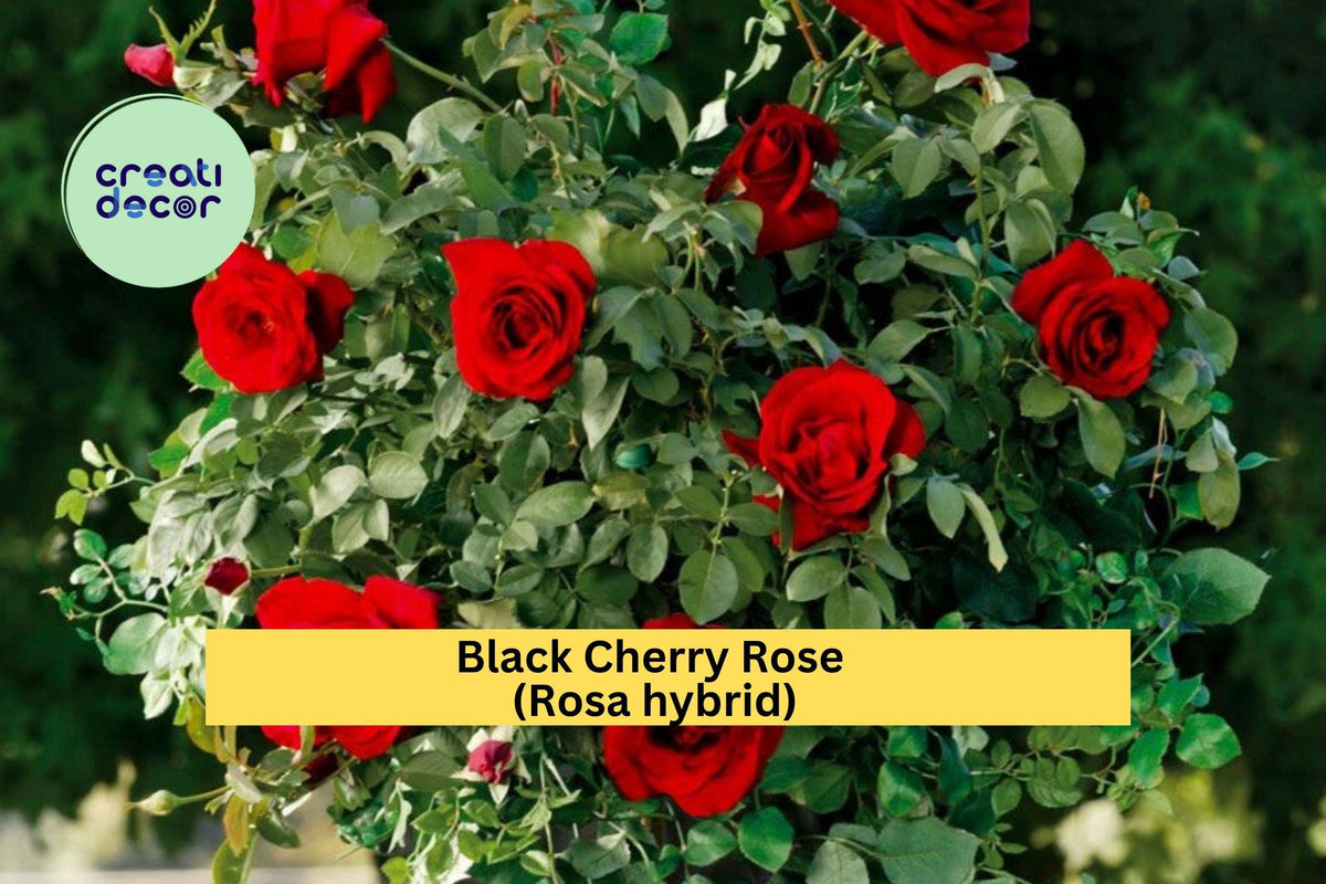 Black Cherry Rose Cuttings (3 Pack) – Rosa hybrid Deep Red to Blackish Blooms for Rooting or Grafting