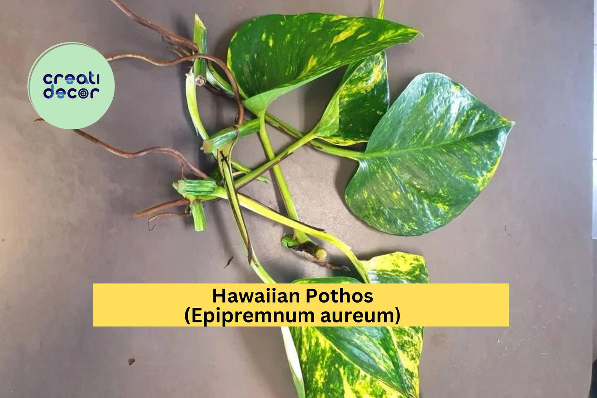 Hawaiian Pothos Leaf Cuttings 5 Pack – Epipremnum aureum, Golden Variegation, Indoor Trailing Vine, Easy Propagation