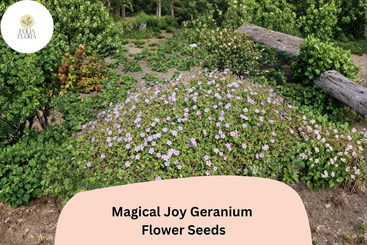 25+ Magical Joy Geranium Seeds – Purple Flowers, Hardy Perennial, Geranium 'Magical Joy' for Garden Beds & Containers