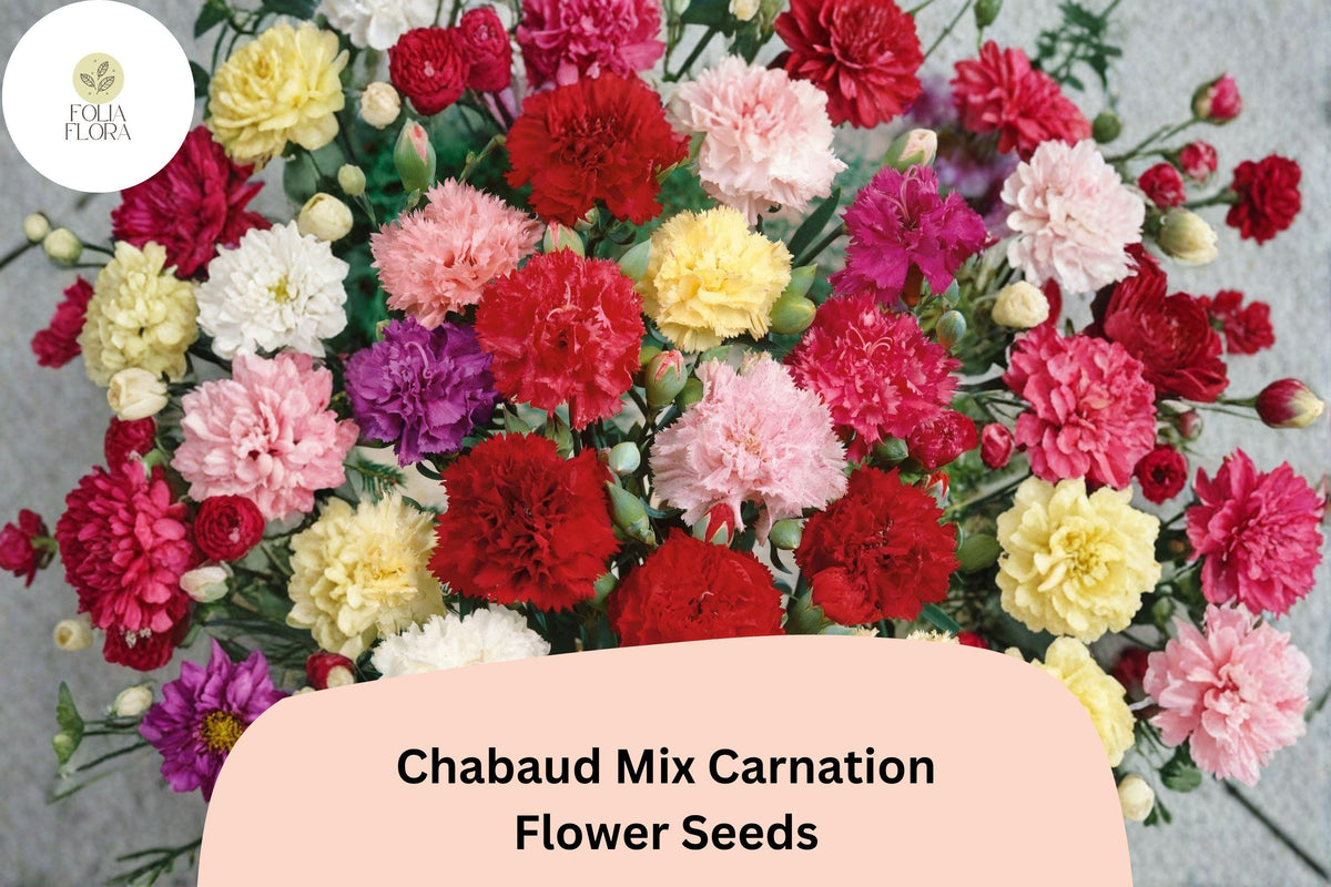 200+ Chabaud Mix Carnation Seeds | Dianthus caryophyllus | Fragrant, Colorful Double Blooms for Garden & Cut Flowers