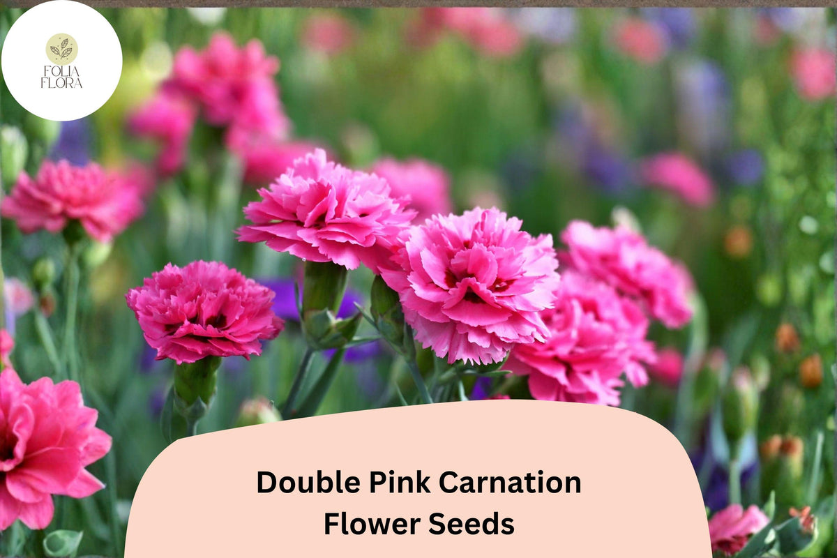 200+ Double Pink Carnation Seeds, Fragrant Ruffled Blooms, Dianthus caryophyllus, Garden, Border, Container Planting
