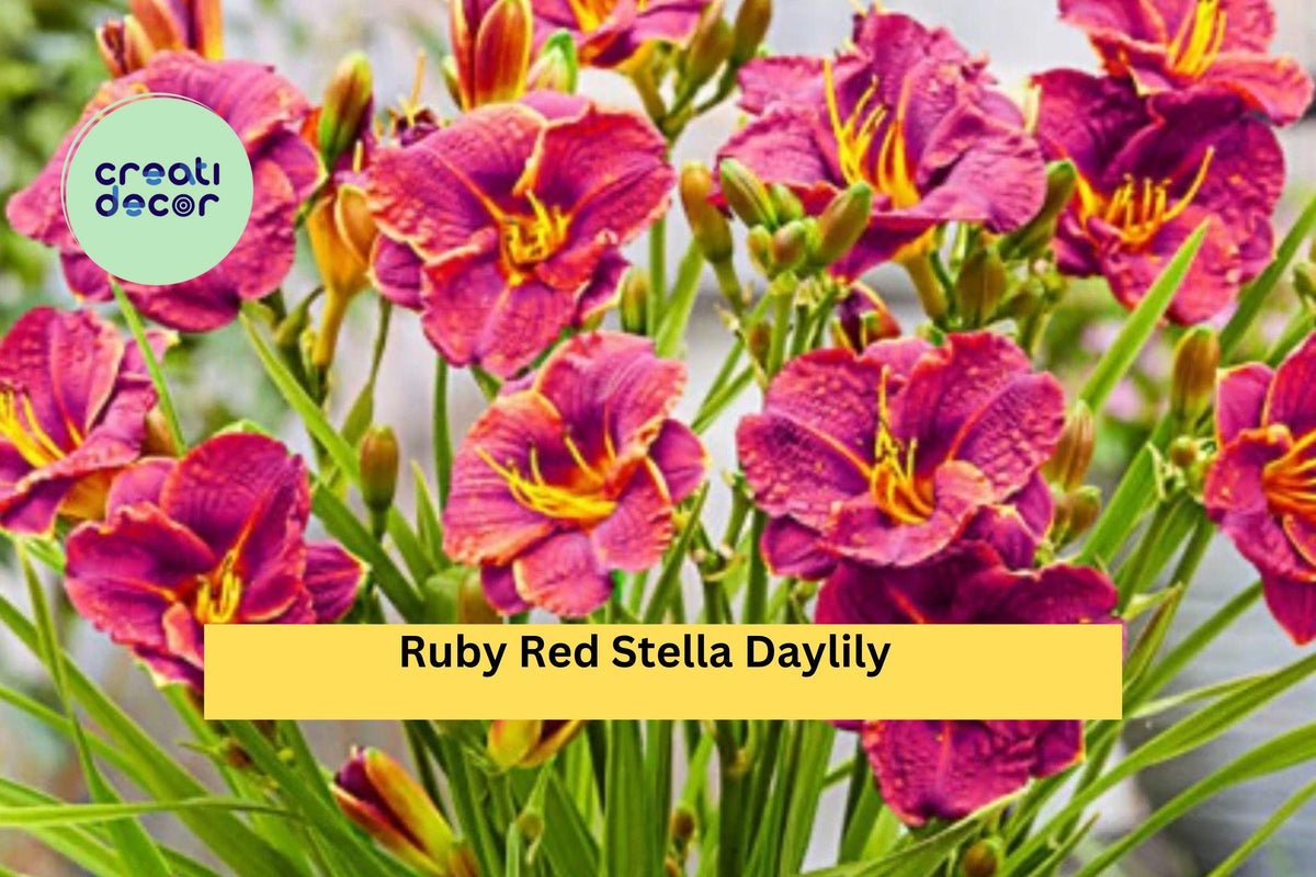Ruby Red Stella Daylily Live Bare Root Plant – Hemerocallis ‘Ruby Red Stella’ with Bright Ruby Red Blooms for Garden Borders & Containers