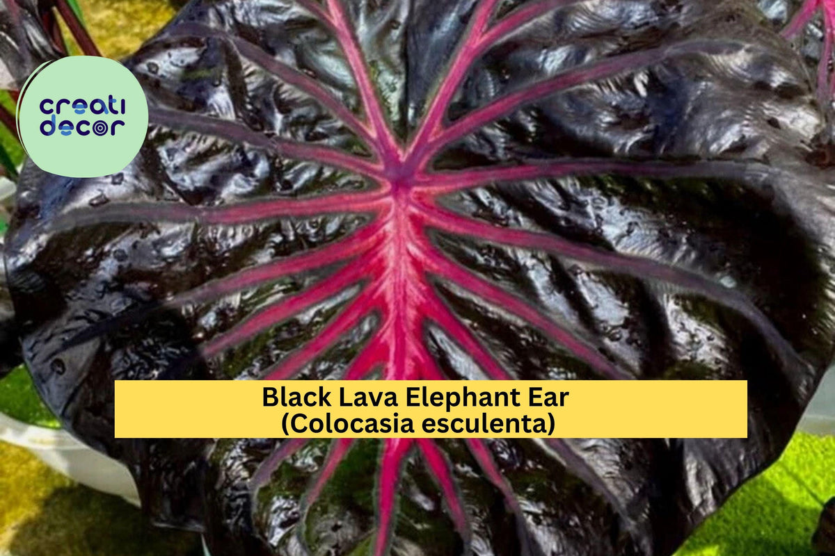 Black Lava Elephant Ear Live Rooted Plant – Colocasia esculenta, Deep Purple-Black Foliage, Tropical Perennial for Gardens & Containers