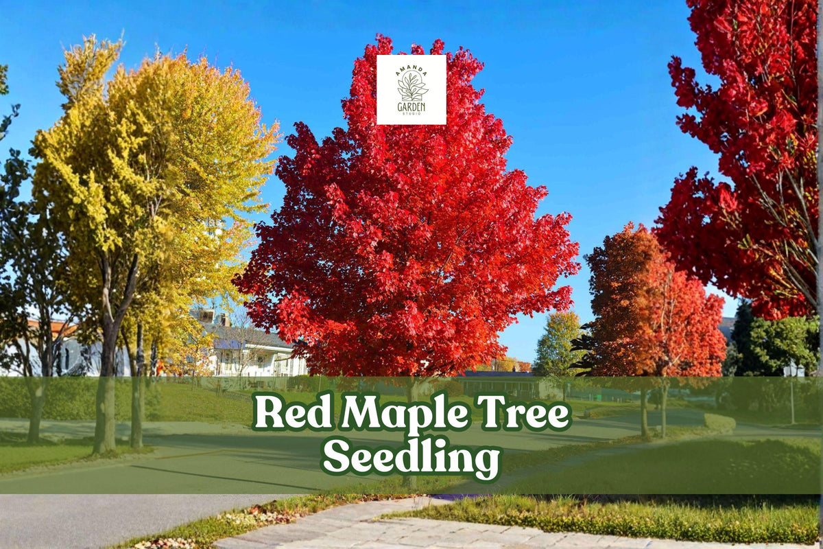 Red Maple Tree Seedling Acer rubrum, Vibrant Fall Color, Hardy Ornamental Shade Tree, Live Deciduous Plant