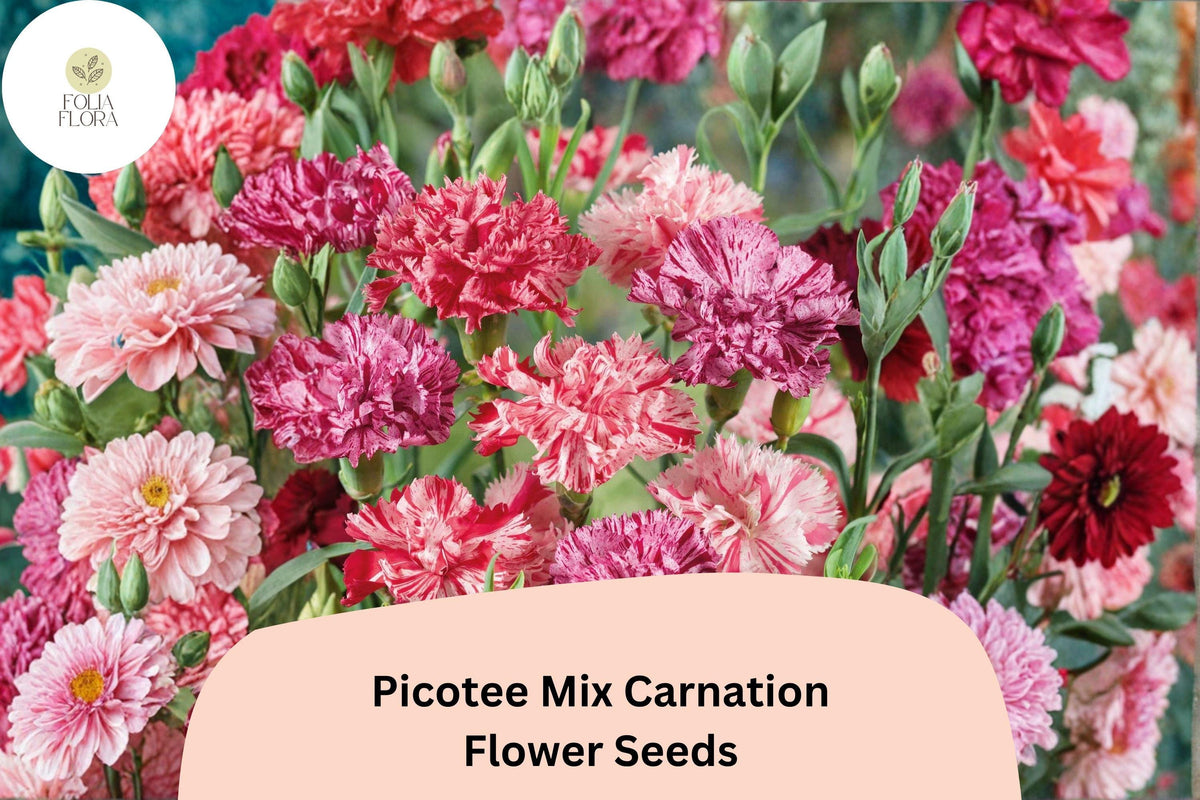 Picotee Mix Carnation Seeds for Garden Planting | Dianthus caryophyllus | Edged Multi-Color Blooms