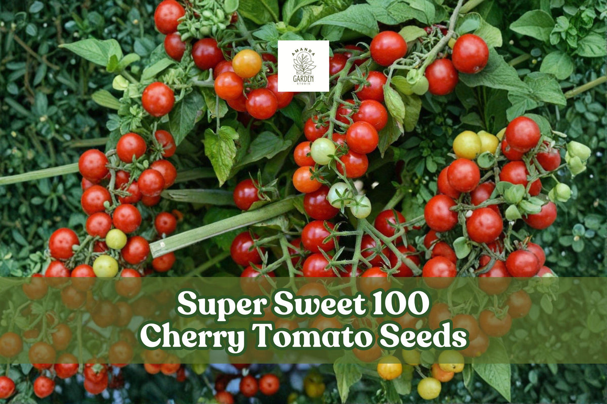 Super Sweet 100 Cherry Tomato Seeds | Solanum lycopersicum | Easy Grow, Prolific, Bright Red Fruit, 100+ Seeds