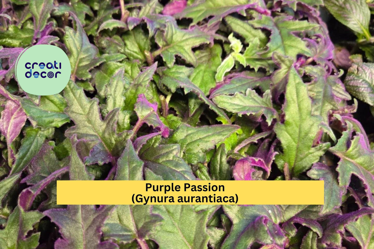 Purple Passion Plant – Gynura aurantiaca – Live Rooted Starter with Fuzzy Purple Velvet Foliage for Indoor Decor