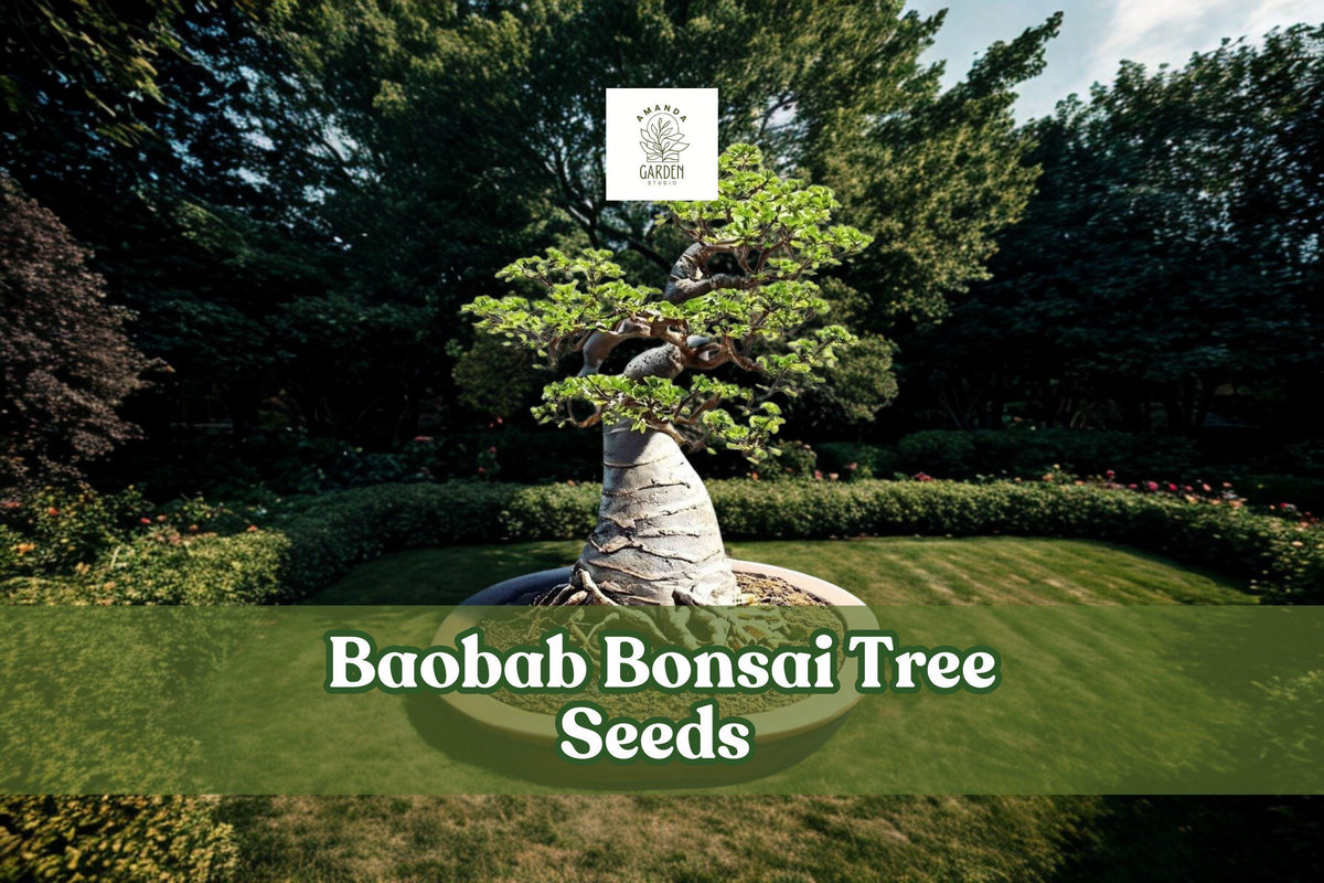 Baobab Tree Seeds | 5 Adansonia digitata Drought-Tolerant Bonsai Seeds for Exotic Garden and Indoor Display